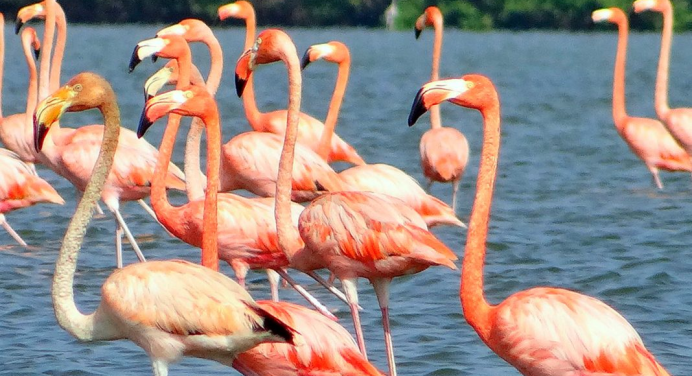 Flamencos de la cárcel de Tocorón son trasladados al Parque Generalísimo Francisco de Miranda