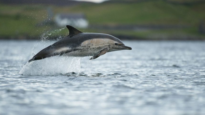 ¡Margarita! Encuentran cadáver de otro delfín en La Isleta - Foto Referencial