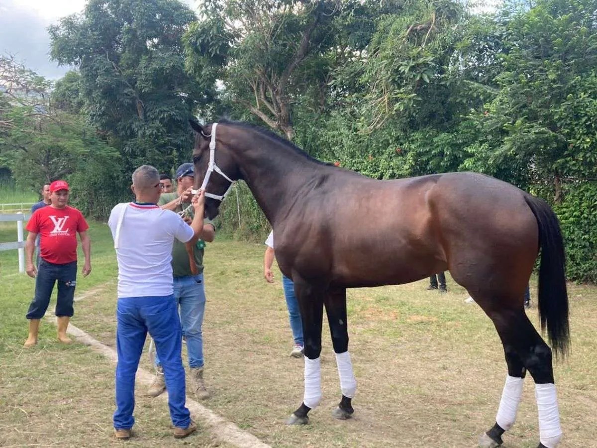 Preparativos de los Criollos para la emocionante Serie Hípica