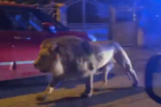 El animal se había escapado esta tarde de un circo y había sido visto caminando entre las casas del Viale Mediterráneo