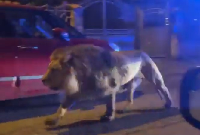 El animal se había escapado esta tarde de un circo y había sido visto caminando entre las casas del Viale Mediterráneo