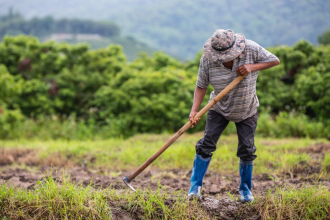 El financiamiento oportuno al agricultor es la clave para obtener alimentos de calidad