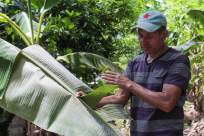 Agricultores de Guatamare luchan por garantizar las hojas de plátano para las hallacas