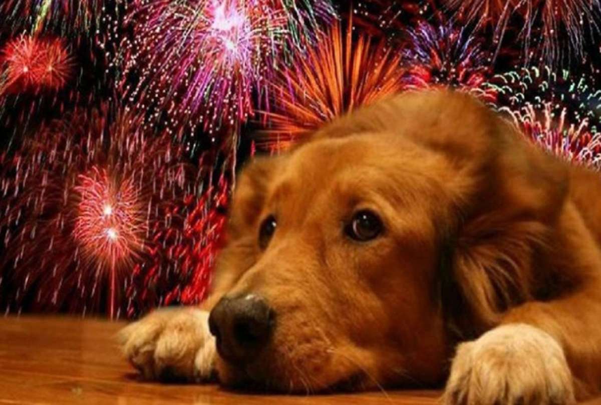 Cómo proteger a tu mascota durante los fuegos artificiales: consejos y pasos a seguir