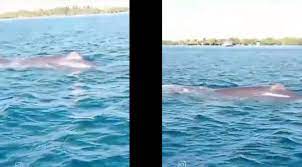 Varios lancheros de esas costas lograron acercarse a la ballena y se percataron que estaba herida. Filmaron un video que se ha vuelto viral en la Internet, pues muestra al gran animal saliendo a la superficie con sus característicos movimientos.