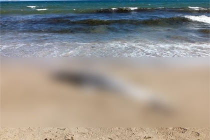 Delfín encontrado sin vida en la playa La Isleta, municipio Mariño