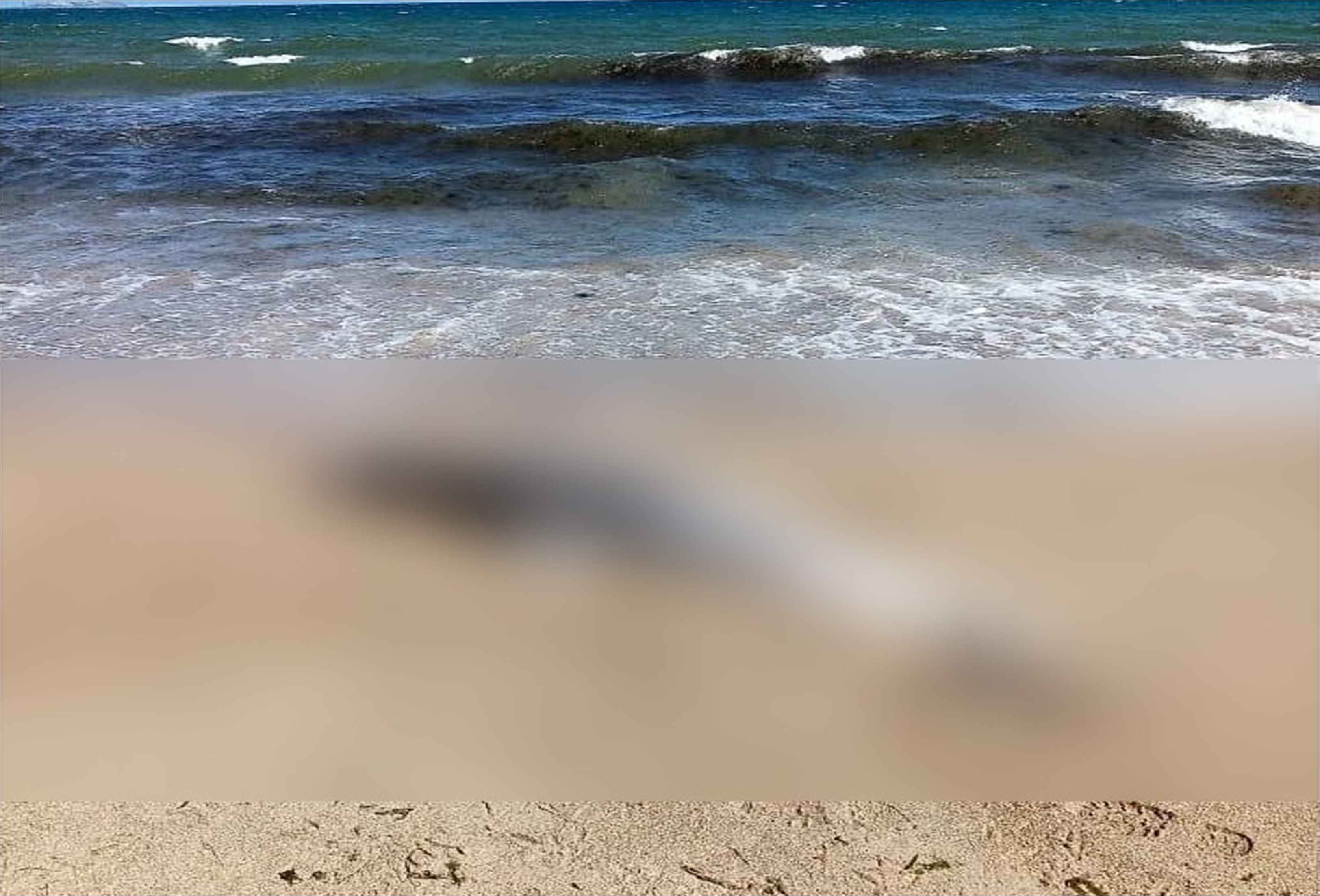 Delfín encontrado sin vida en la playa La Isleta, municipio Mariño