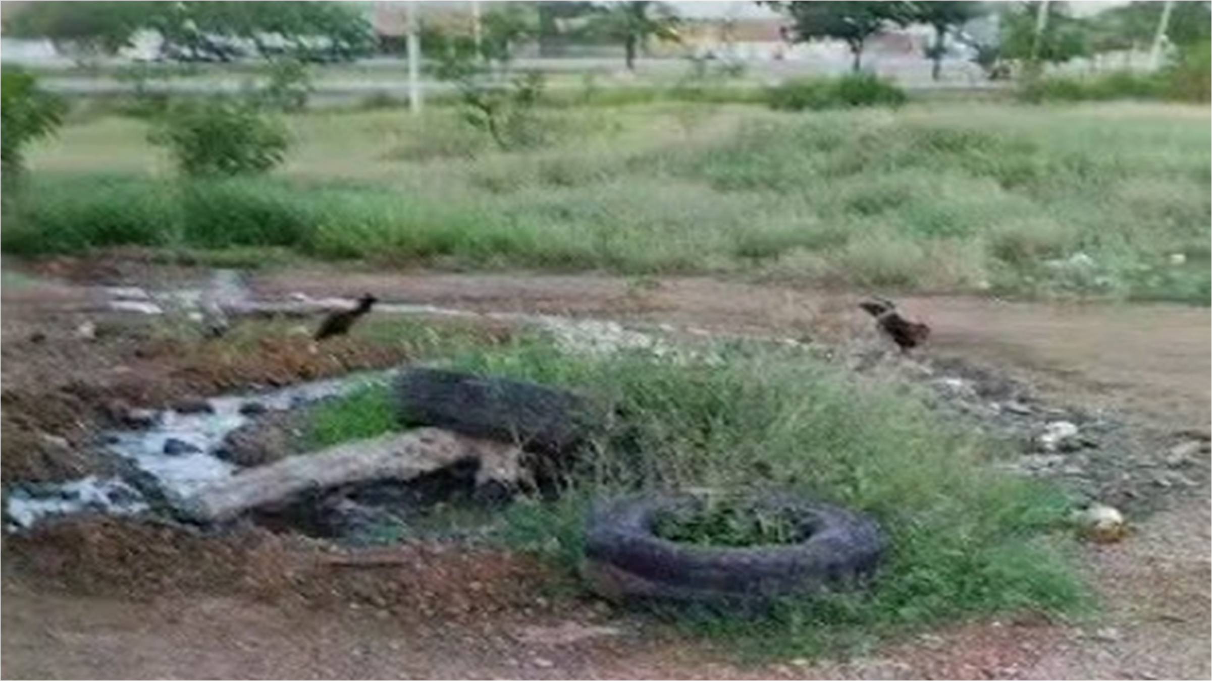 Desbordamiento de Aguas Servidas en Urb Villa Rosa