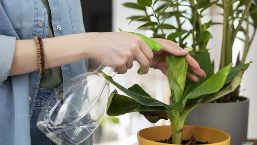 ara tener una planta llena de flores, se necesita una sustancia llamada triple 15