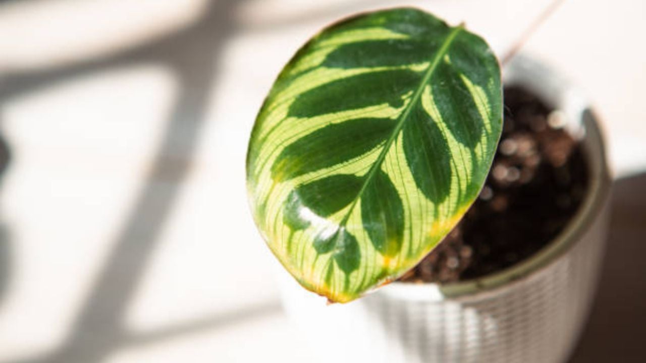 Descubre la razón detrás de las puntas amarillas en las hojas de tus plantas: ¡Mantén la respiración!