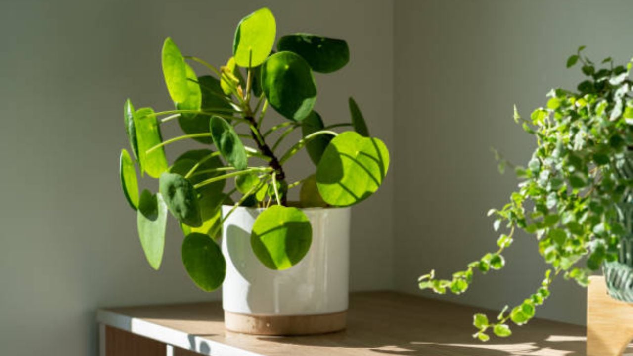 5 consejos infalibles para el cuidado de tus plantas de interior durante el invierno y evitar que se marchiten