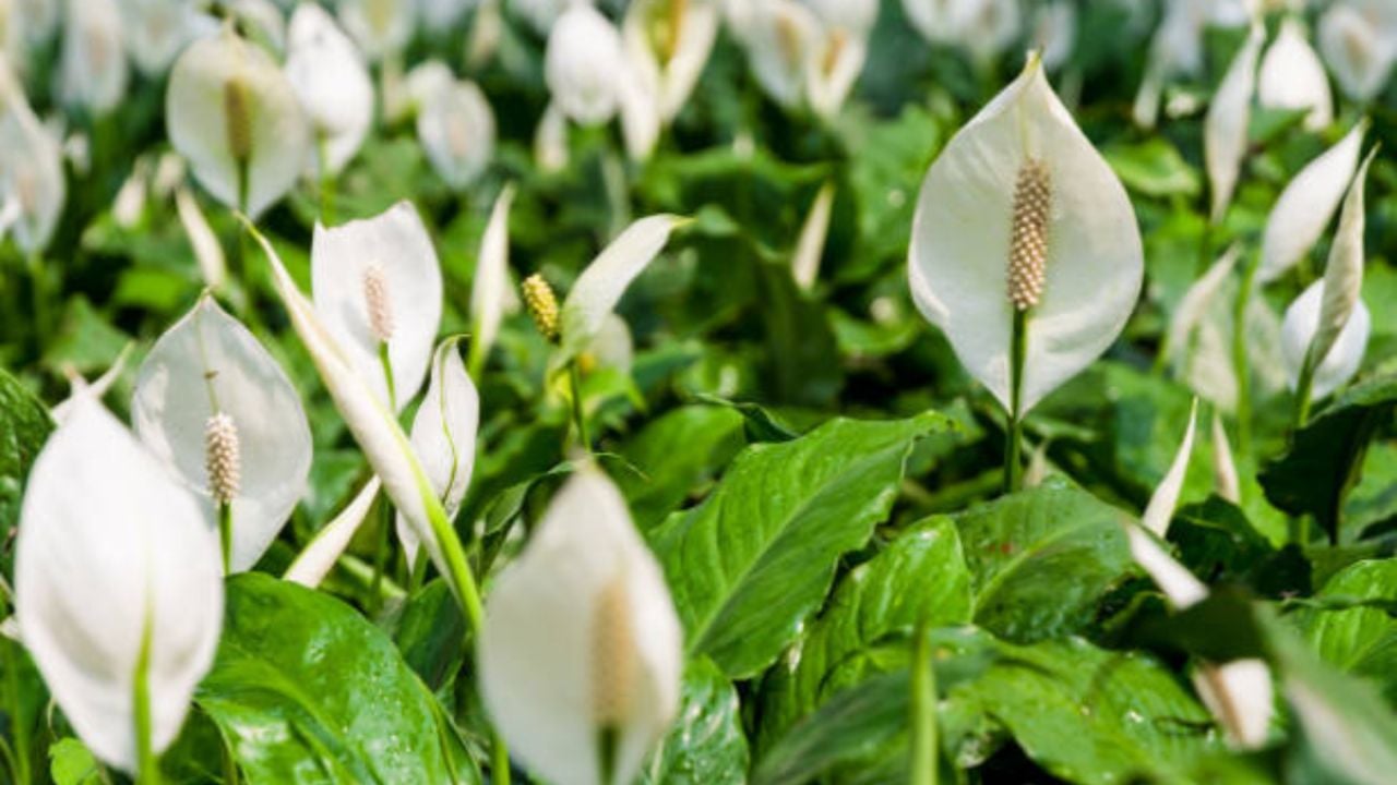 Consejo de jardinería infalible para que la Cuna de Moisés florezca en todo su esplendor