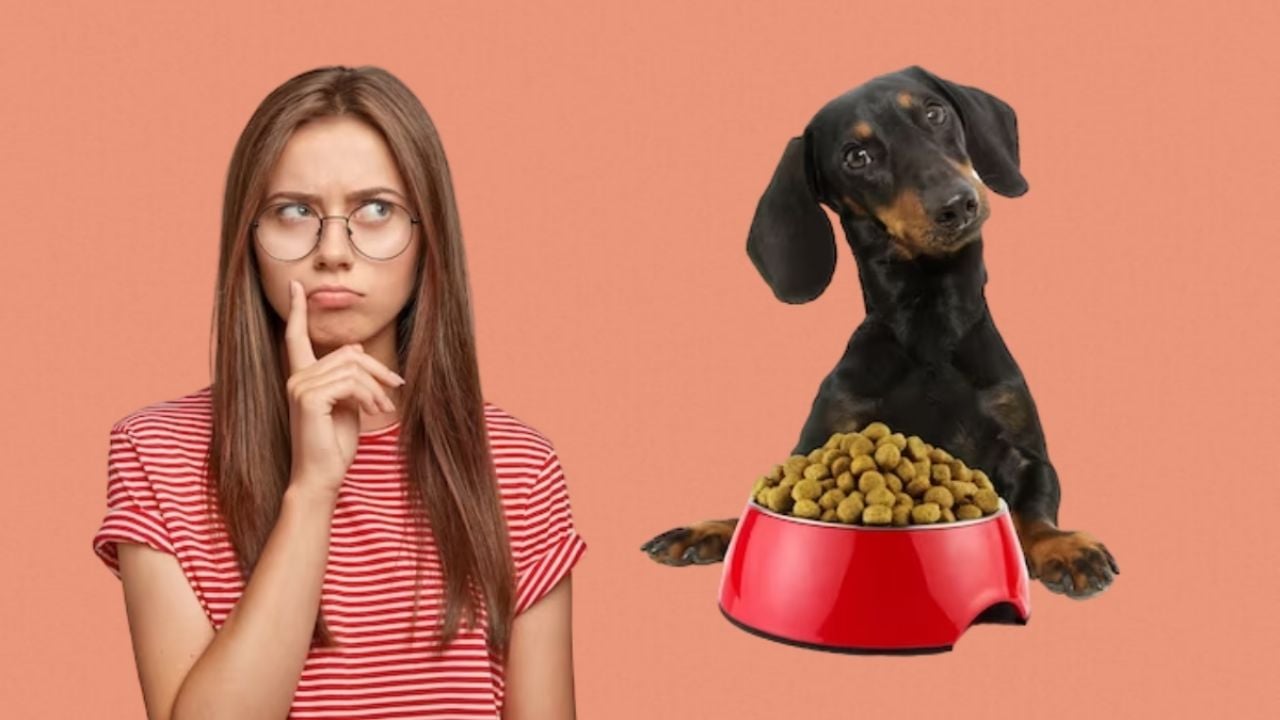 ¿Cuáles son las posibles razones por las que mi perro se niega a comer?