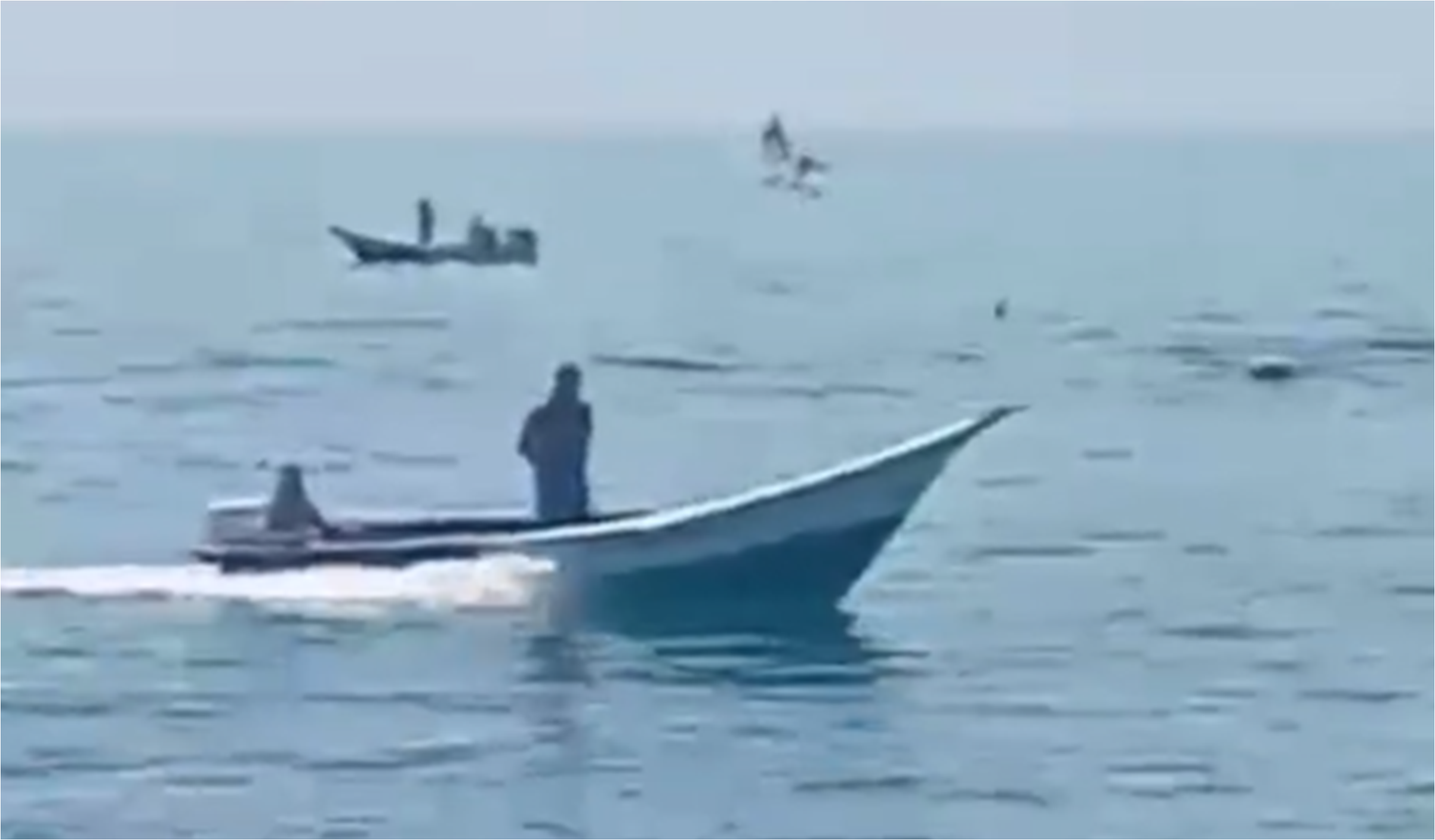 Pescadores de Pampatar avistan manada de delfines +Video