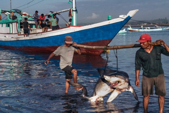 Detienen a tres hombres por llevar 26 tiburones desmembrados en Sucre
