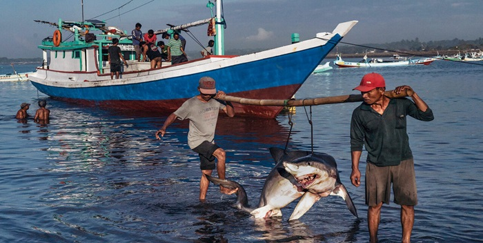 Detienen a tres hombres por llevar 26 tiburones desmembrados en Sucre