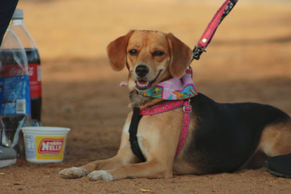 En el recinto del Parlamento venezolano estuvieron presentes las Brigadas Moradas de Protección Animal, la Asociación Civil por Patas y Colas, la Organización Rescates Chacao, la Fundación Planeta Animal Rescue, Fundajurídico Animal y la Misión Nevado