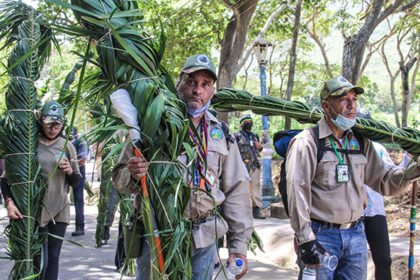 Mañana sábado las palmas son distribuidas a las distintas parroquias eclesiásticas, mientras un grupo de Palmeros viaja a Caracas a compartir con sus homólogos de Chacao.