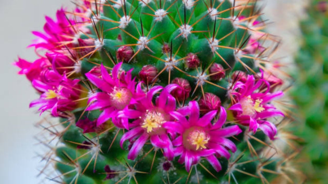 Potencia la floración de tu cactus con esta cucharadita de abono casero