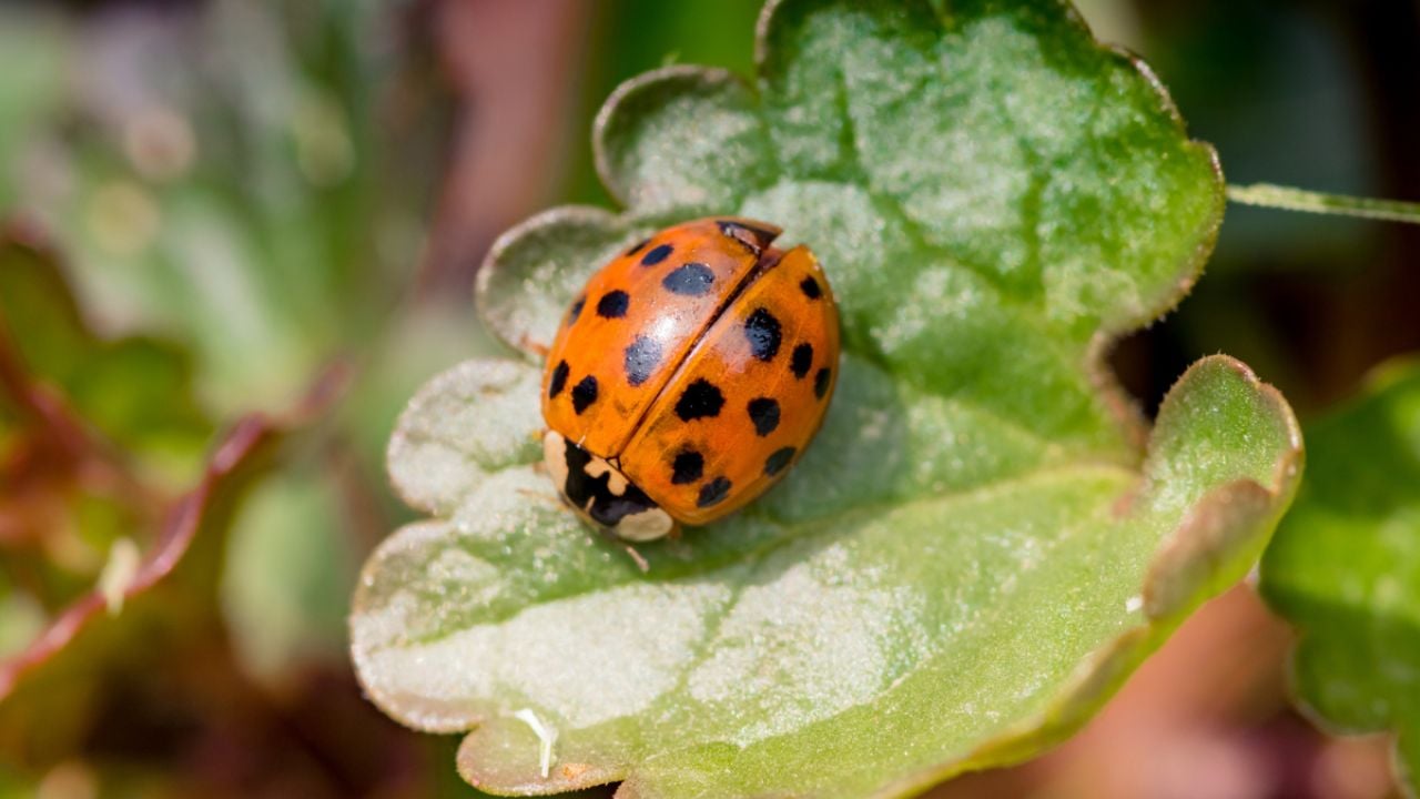 Asegúrate de tener una silla lista antes de descubrir por qué tu jardín está lleno de mariquitas