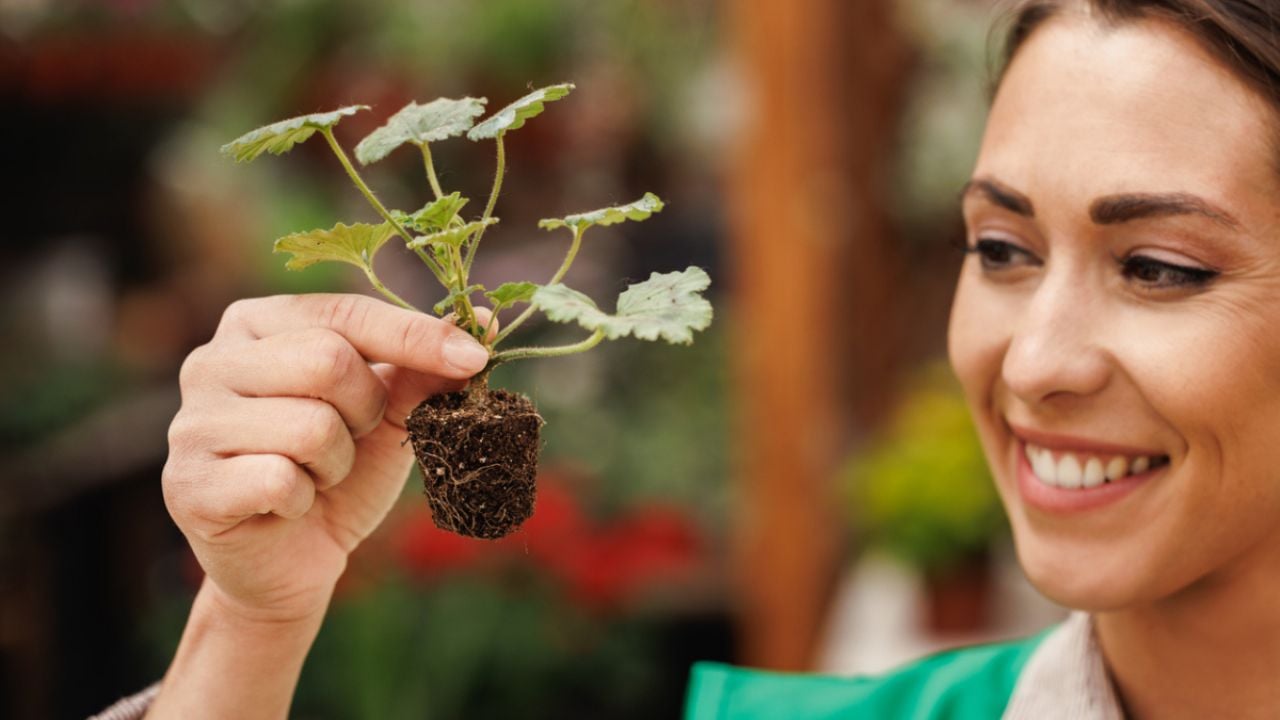 Jardinería: Descubre 5 tipos de plantas con flores que alegrarán tu hogar durante todo el año, tanto en interiores como exteriores.