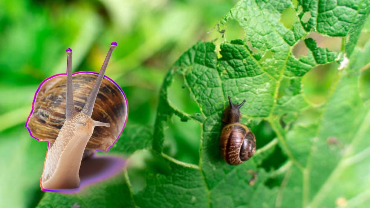 Protege tus plantas de los caracoles con este increíble truco secreto