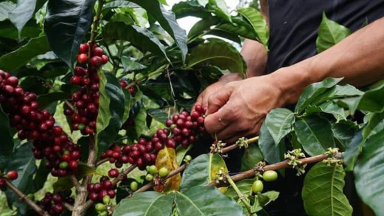 Fedeagro reporta un incremento en la producción de café