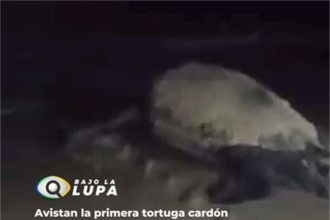 Avistan primera tortuga cardón desovando del 2024 en costas de Margarita