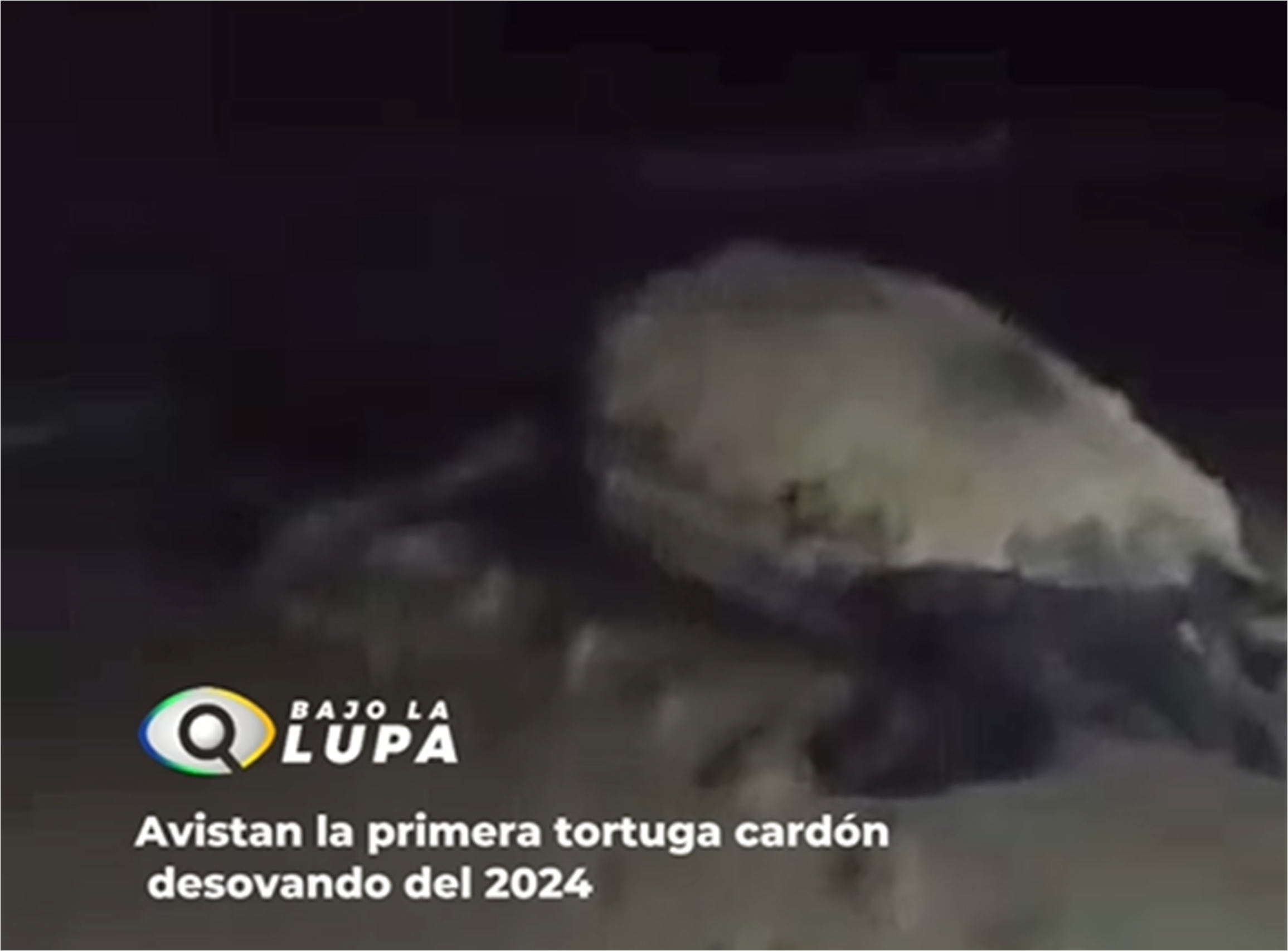 Avistan primera tortuga cardón desovando del 2024 en costas de Margarita