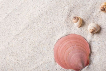 Según señala el Feng Shui, hay razones asociadas a la simbología y la energía de los caracoles de mar por las que no se aconseja tenerlos presentes en el hogar. 