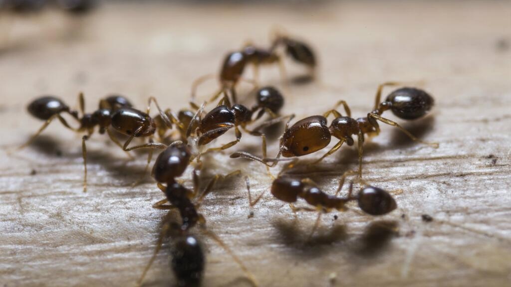 DIY PARA EL HOGAR: ¡Elimina las pulgas, hormigas y cucarachas!
