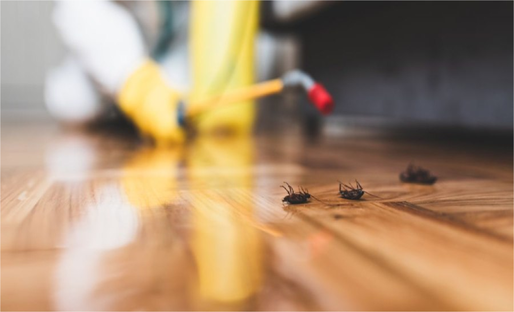 DIY PARA EL HOGAR: ¡Elimina las pulgas, hormigas y cucarachas!