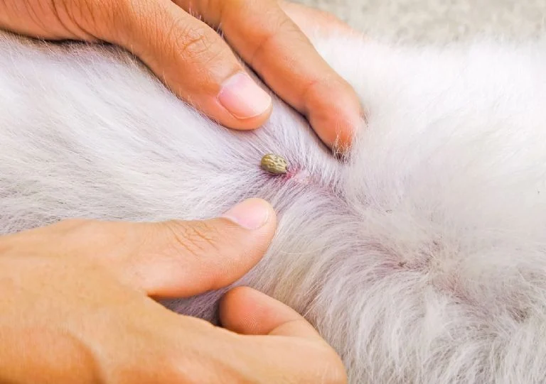 Si tienes mascotas en casa es probable que en más de una ocasión te hayas enfrentado a un problema de pulgas