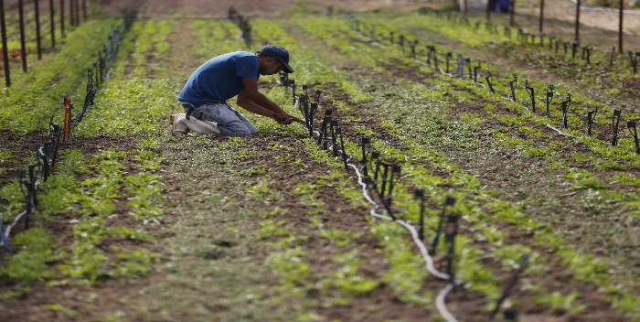 Condenan a un agricultor por intento de violación en contra de su vecina