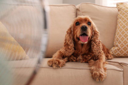 Las personas, por lo tanto, tienen que tomar sus precauciones para lidiar con esta ola de calor que asolará el país por un tiempo más, y un aspecto a tener en cuenta son las mascotas.