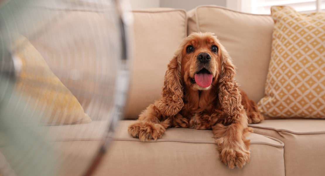 Las personas, por lo tanto, tienen que tomar sus precauciones para lidiar con esta ola de calor que asolará el país por un tiempo más, y un aspecto a tener en cuenta son las mascotas.