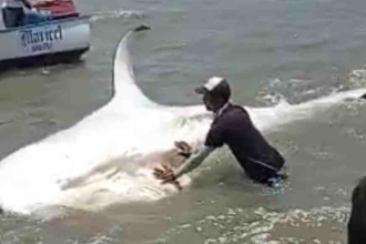 Pescadores avistan tiburón ballena en la bahía de Pampatar