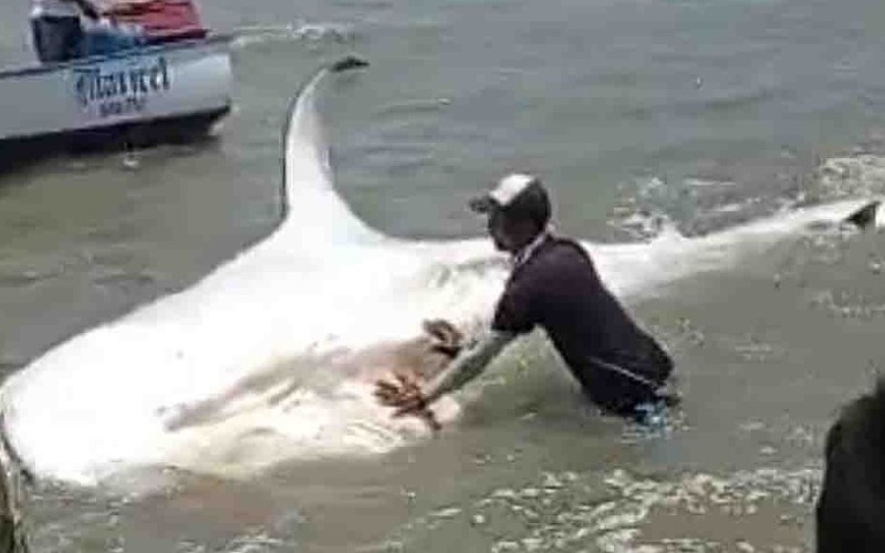 Pescadores avistan tiburón ballena en la bahía de Pampatar