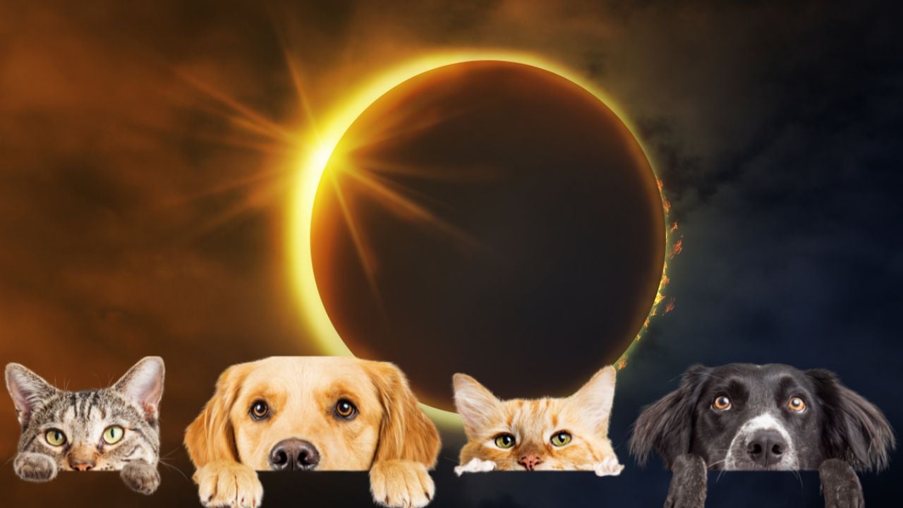 ¡Consejos para cuidar y actuar apropiadamente con perros y gatos durante el eclipse total del 8 de abril 2024! ¡No te pierdas esta información importante!