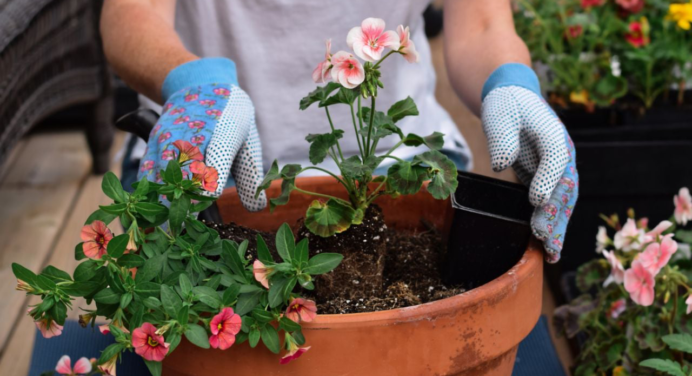 Potencia el crecimiento de tus plantas con una mezcla de dos frutos secos en tu abono casero