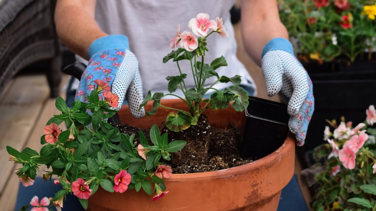 Potencia el crecimiento de tus plantas con una mezcla de dos frutos secos en tu abono casero