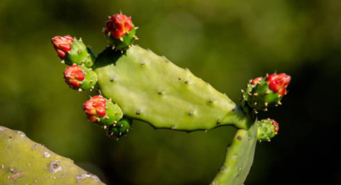 Opuntia ficus-indica: el cactus comestible cargado de nutrientes esenciales.