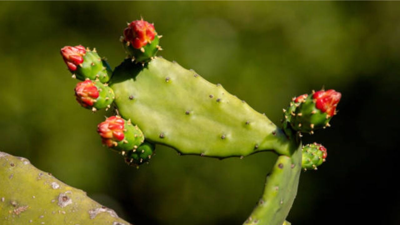 Opuntia ficus-indica: el cactus comestible cargado de nutrientes esenciales.