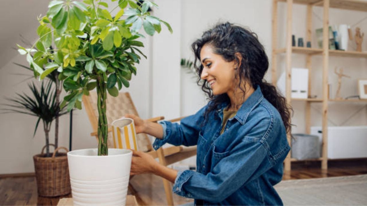 Potencia el crecimiento de tus plantas con esta cucharadita de fertilizante casero hecho con legumbres ¡Verás cómo florecen como nunca!