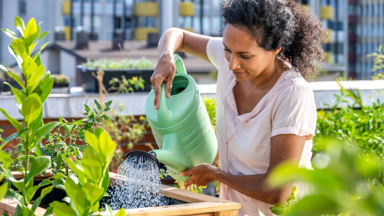 Mejora tus plantas con una pizca de esta bebida alcohólica en el abono casero ¡Florecerán como nunca!