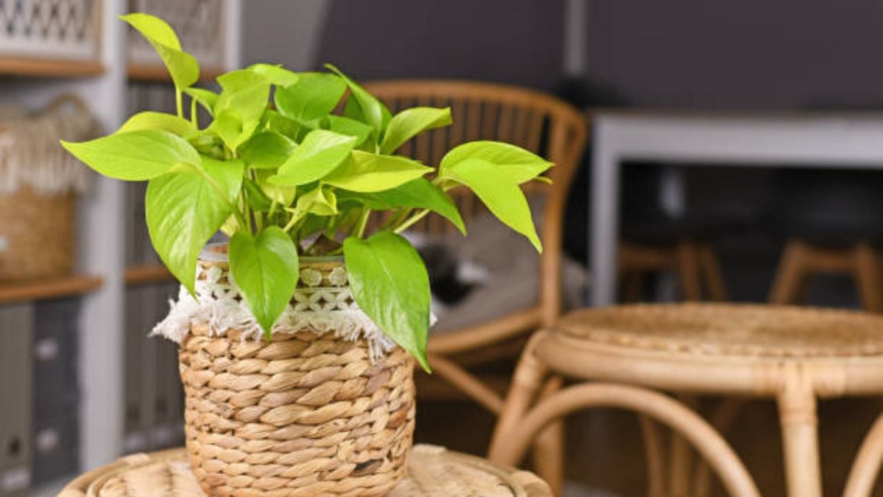 Descubre la planta mágica del Feng Shui que atrae buena suerte, dinero y prosperidad a tu vida