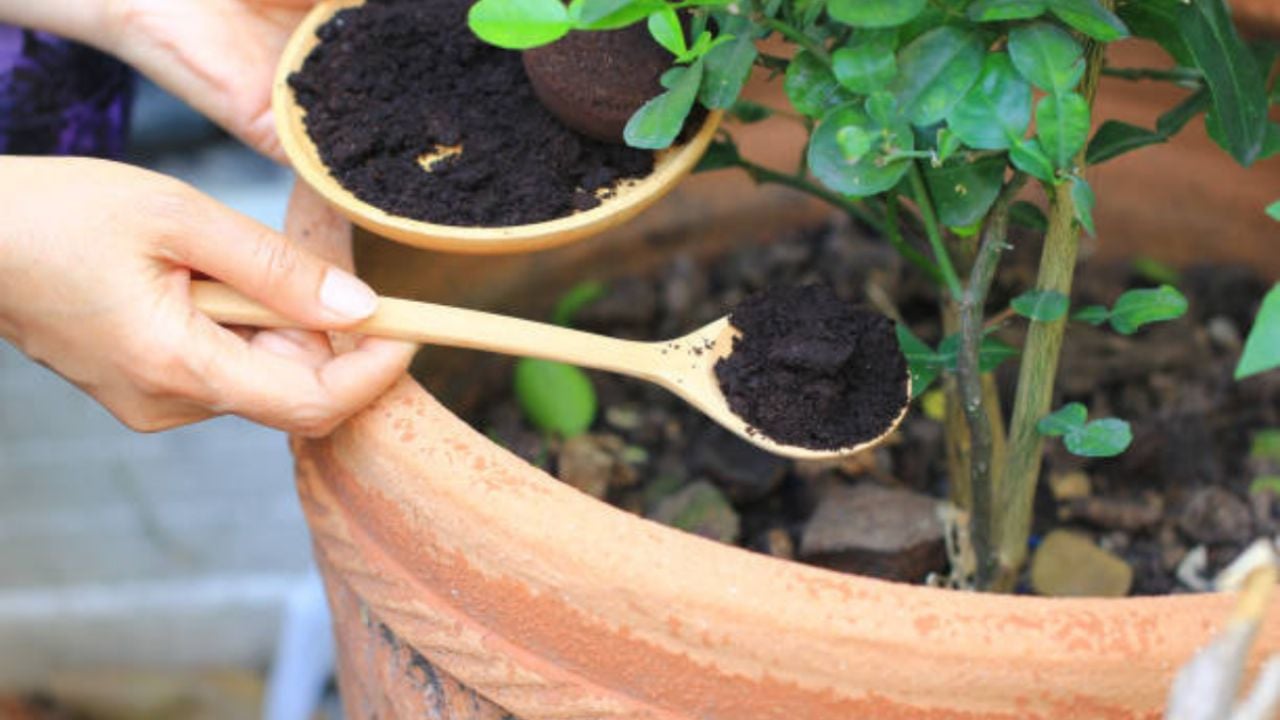 Descubre los Top 3 abonos caseros para potenciar la floración de tus plantas