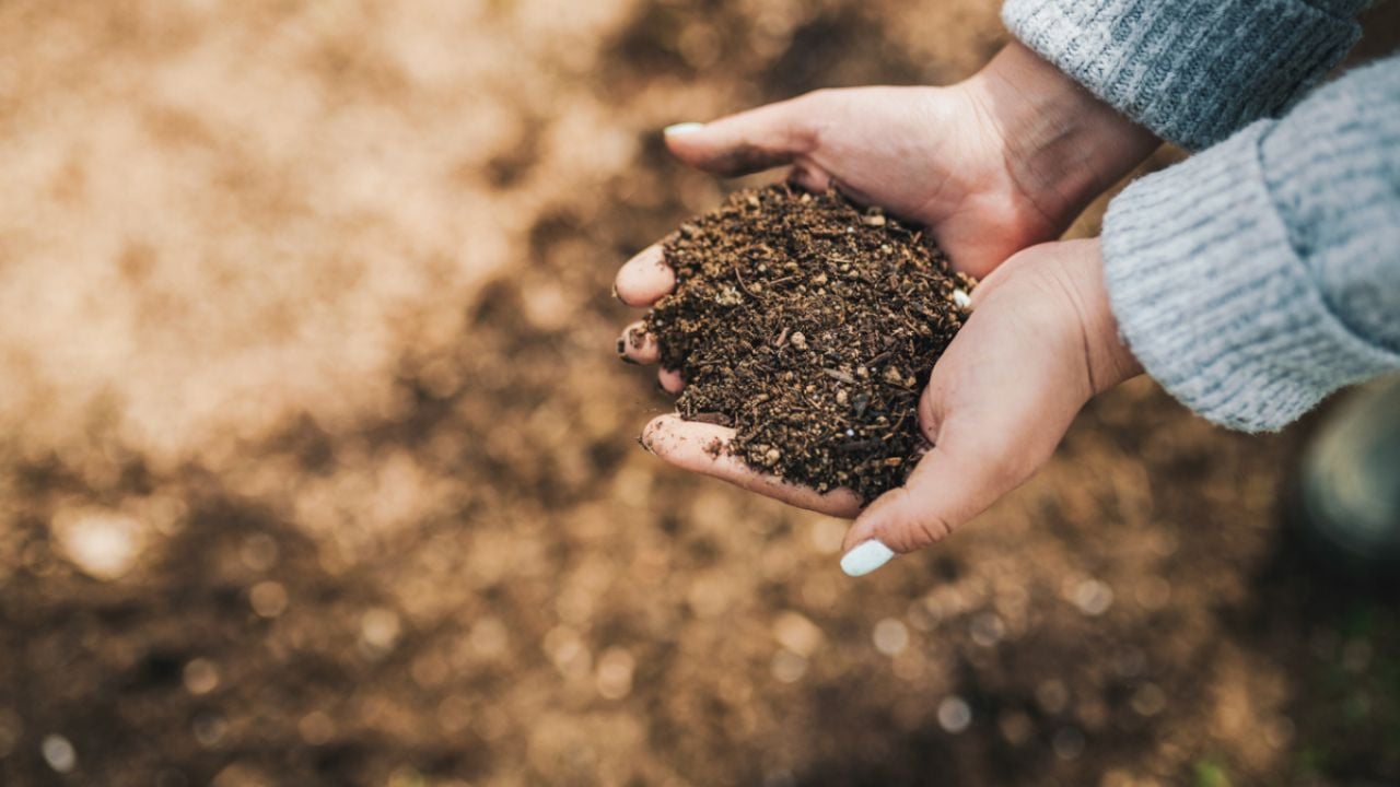 Revive la tierra de tus macetas con este abono casero a base de 20 mililitros de 3 liquidos