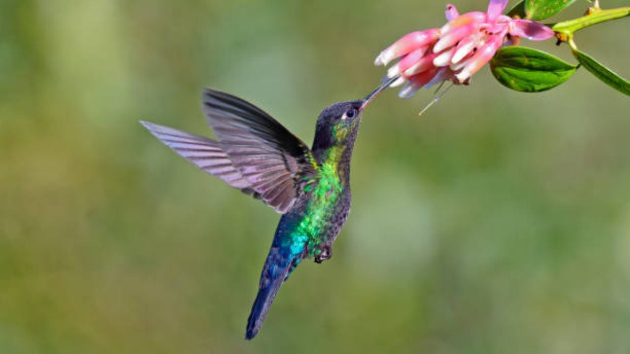 ¿Qué es lo que debes darles de comer a los colibríes para que no se vayan de tu jardín?