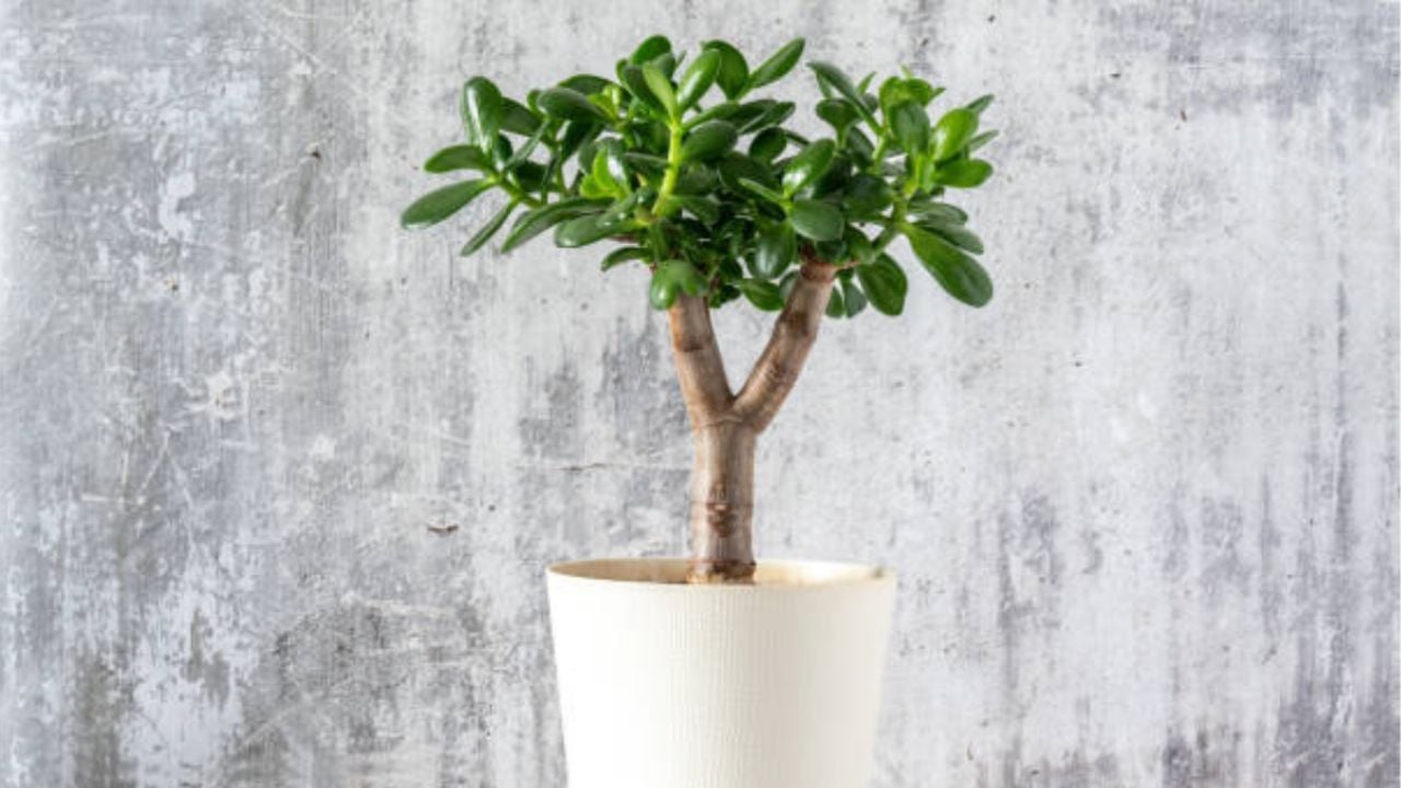 Así debes abonar tu árbol de jade para atraer dinero, según el Feng Shui